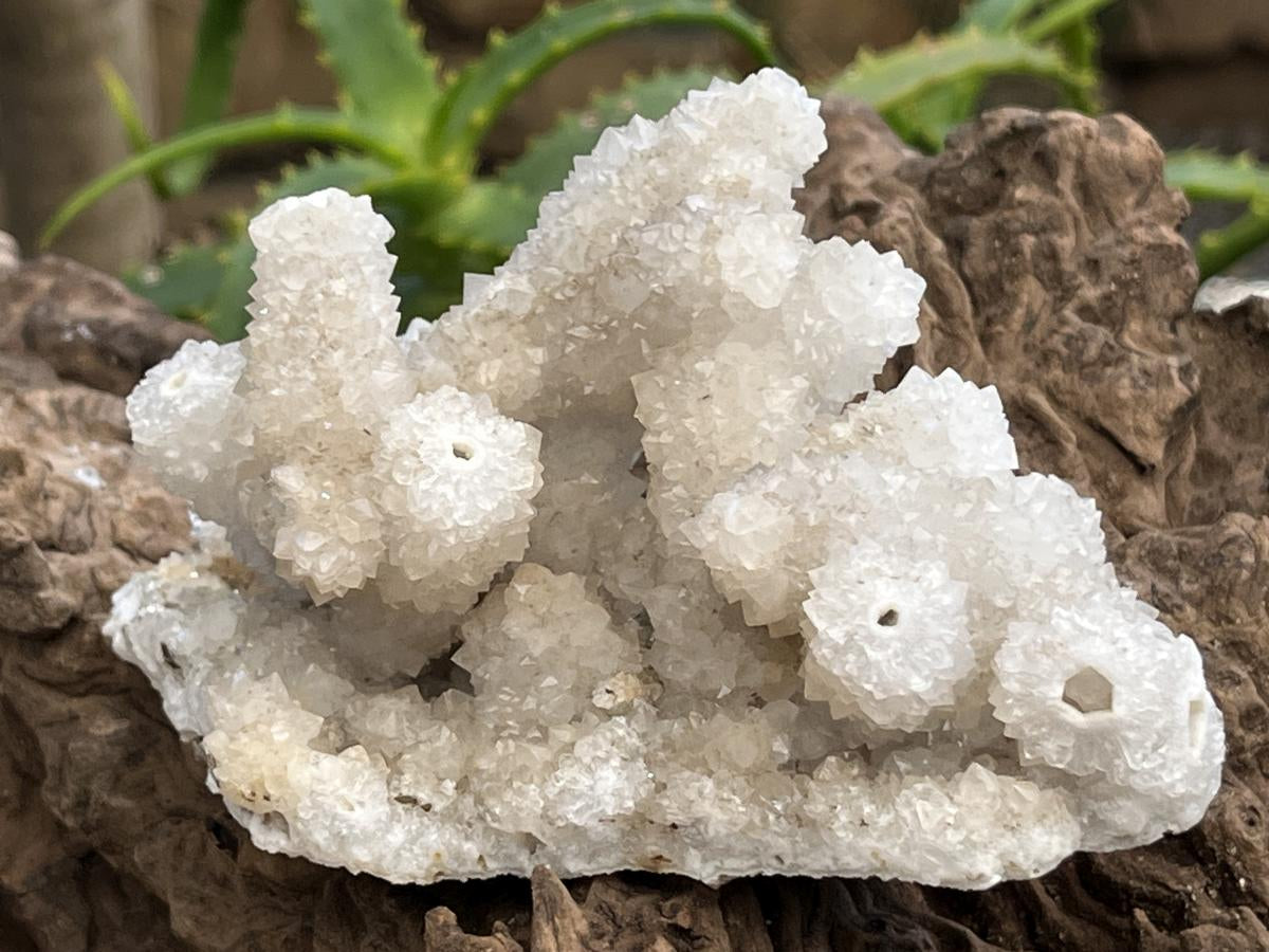 Natural Lesotho Snow Finger Quartz Cluster x 1 From Albert's Mountain
