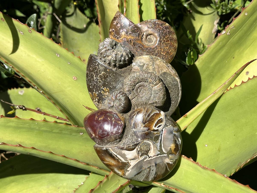 Hand Made Conglomerate of Joined Ammonite Specimens x 1 From Tulear, Madagascar