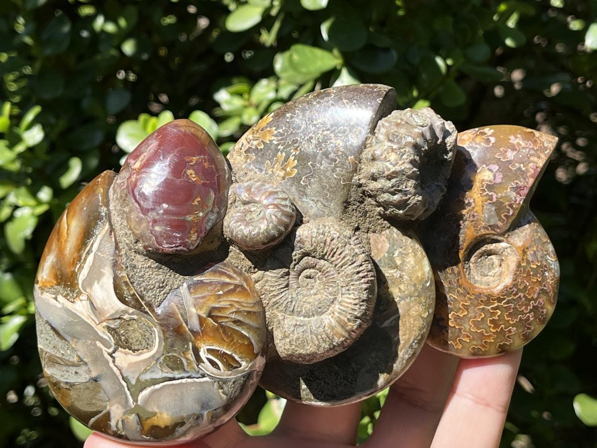 Hand Made Conglomerate of Joined Ammonite Specimens x 1 From Tulear, Madagascar