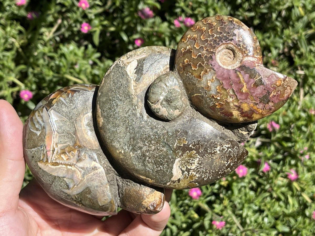 Hand Made Conglomerate of Joined Ammonite Specimens x 1 From Tulear, Madagascar