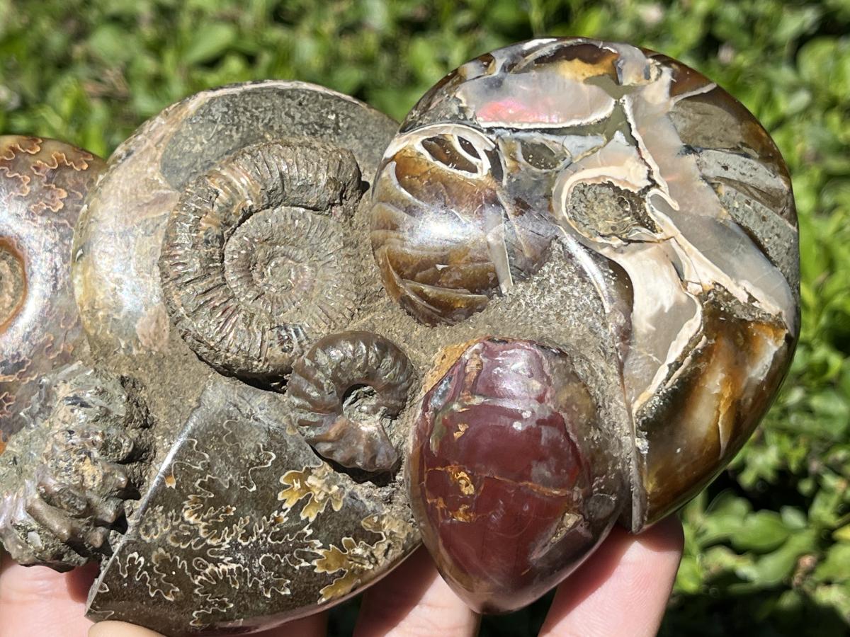 Hand Made Conglomerate of Joined Ammonite Specimens x 1 From Tulear, Madagascar