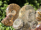 Hand Made Conglomerate of Joined Ammonite Specimens x 1 From Tulear, Madagascar