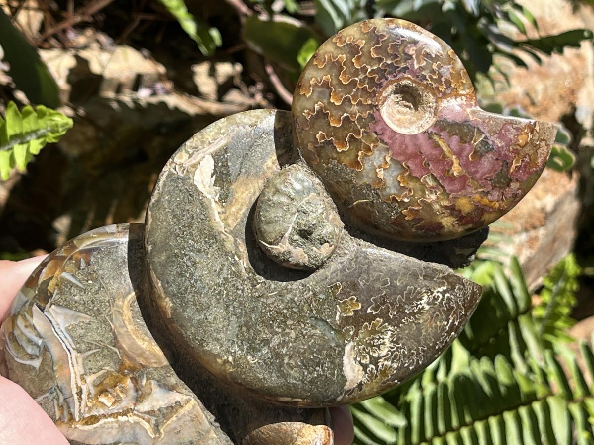 Hand Made Conglomerate of Joined Ammonite Specimens x 1 From Tulear, Madagascar