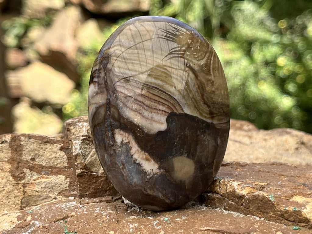 Polished Pair AA Grade Petrified Wood Galets x 1 From Mahajanga, Madagascar