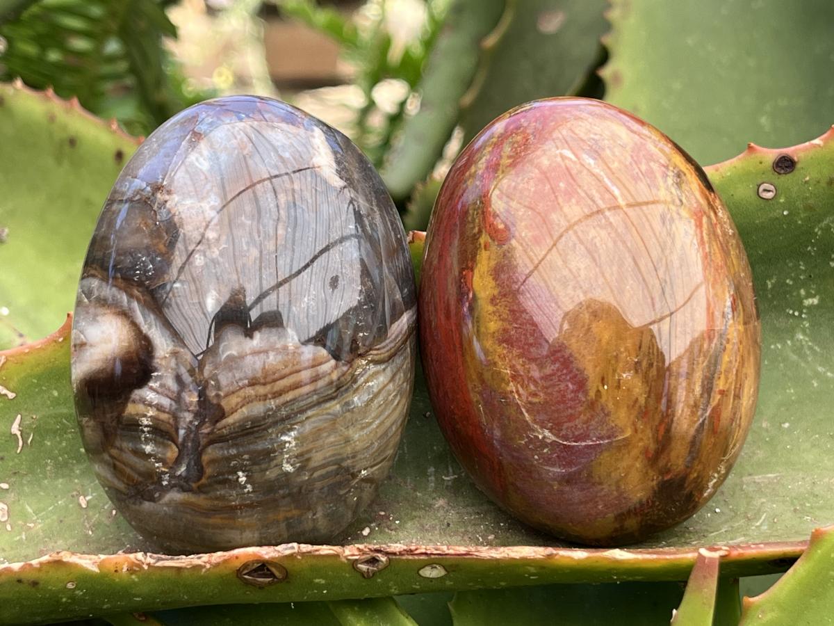 Polished Pair AA Grade Petrified Wood Galets x 1 From Mahajanga, Madagascar