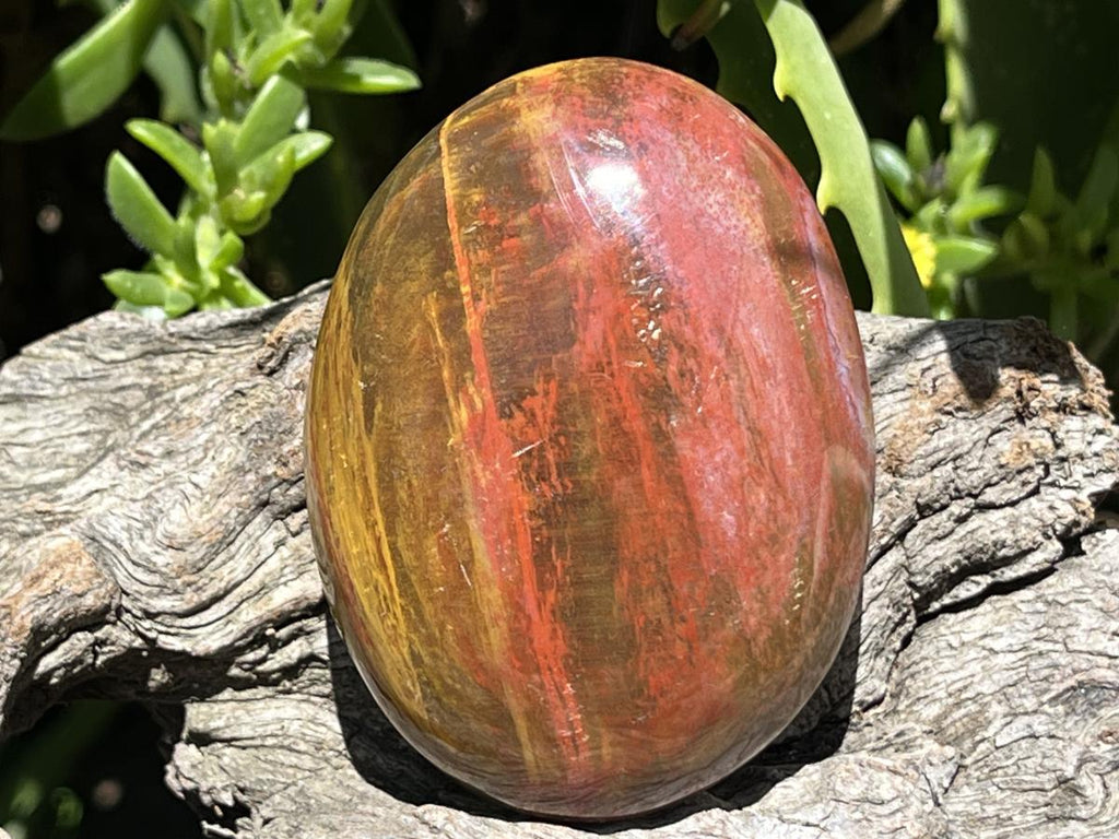 Polished Pair AA Grade Petrified Wood Galets x 1 From Mahajanga, Madagascar