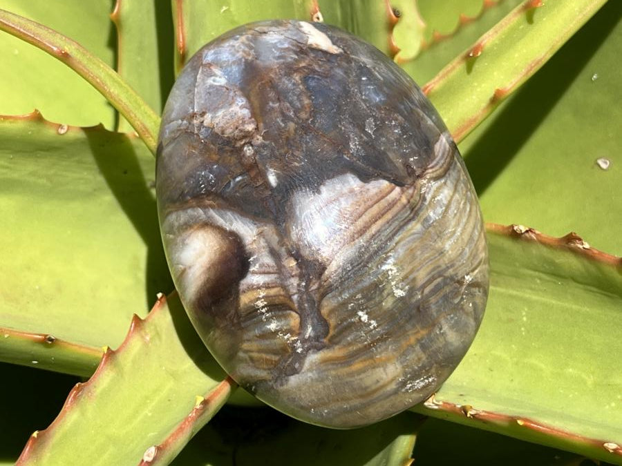 Polished Pair AA Grade Petrified Wood Galets x 1 From Mahajanga, Madagascar