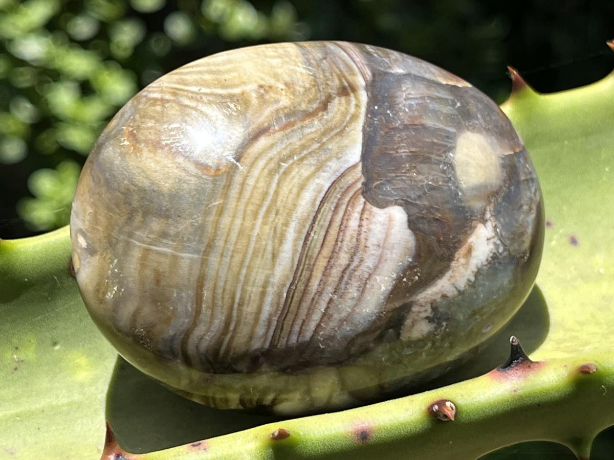Polished Pair AA Grade Petrified Wood Galets x 1 From Mahajanga, Madagascar