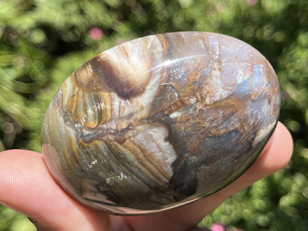 Polished Pair AA Grade Petrified Wood Galets x 1 From Mahajanga, Madagascar