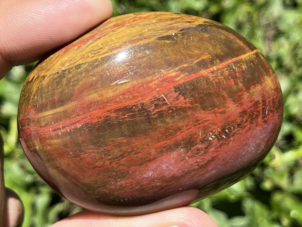 Polished Pair AA Grade Petrified Wood Galets x 1 From Mahajanga, Madagascar