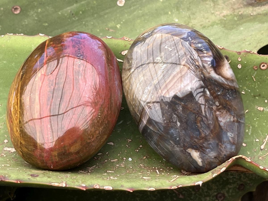 Polished Pair AA Grade Petrified Wood Galets x 1 From Mahajanga, Madagascar