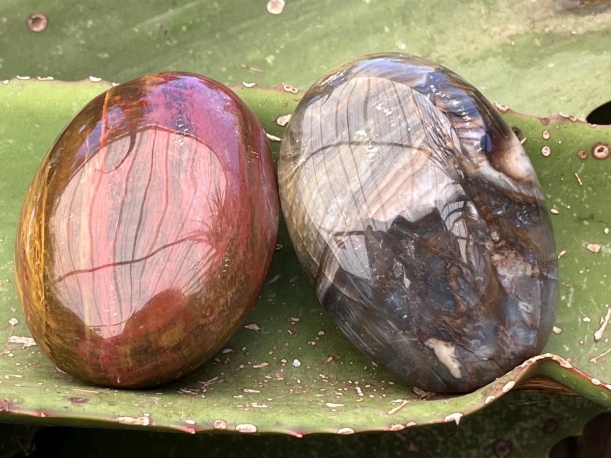 Polished Pair AA Grade Petrified Wood Galets x 1 From Mahajanga, Madagascar