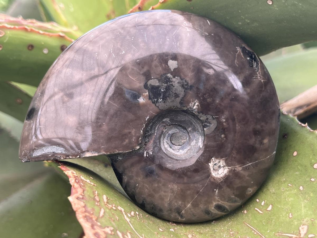 Polished Pyritised Cleoniceras Ammonite Fossil x 1 From Tulear, Madagascar