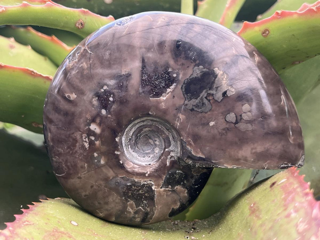 Polished Pyritised Cleoniceras Ammonite Fossil x 1 From Tulear, Madagascar