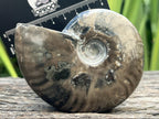 Polished Pyritised Cleoniceras Ammonite Fossil x 1 From Tulear, Madagascar
