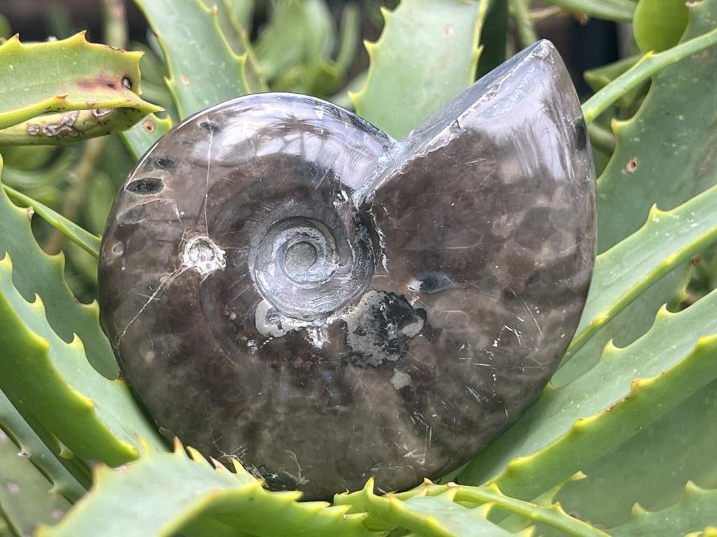 Polished Pyritised Cleoniceras Ammonite Fossil x 1 From Tulear, Madagascar