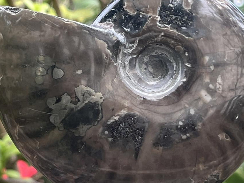 Polished Pyritised Cleoniceras Ammonite Fossil x 1 From Tulear, Madagascar