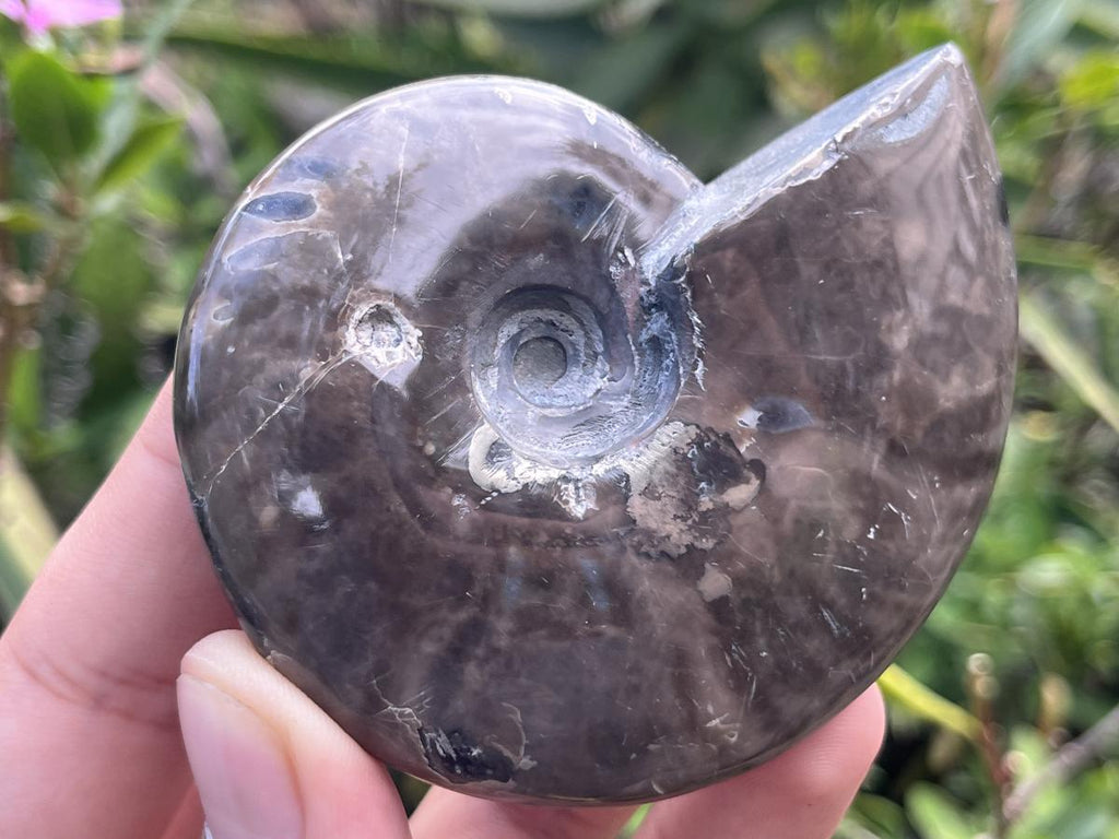Polished Pyritised Cleoniceras Ammonite Fossil x 1 From Tulear, Madagascar