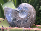 Polished Pyritised Cleoniceras Ammonite Fossil x 1 From Tulear, Madagascar