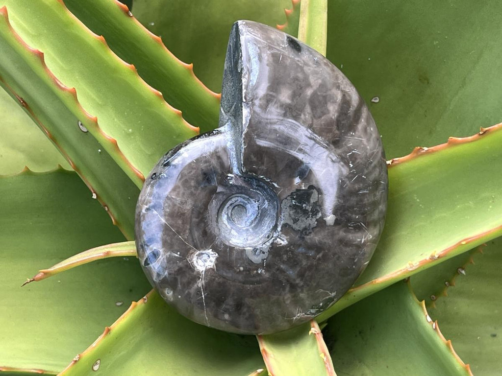 Polished Pyritised Cleoniceras Ammonite Fossil x 1 From Tulear, Madagascar