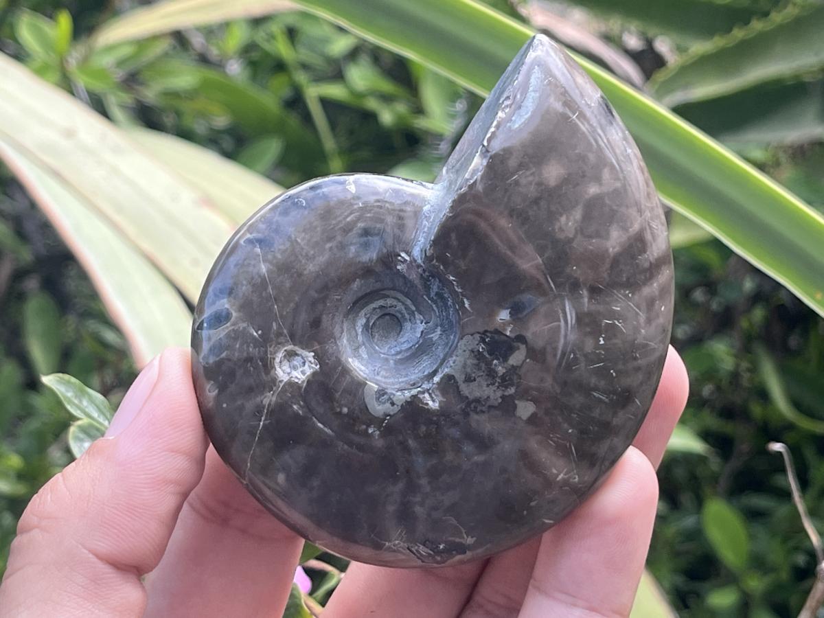 Polished Pyritised Cleoniceras Ammonite Fossil x 1 From Tulear, Madagascar