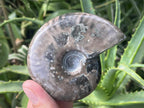 Polished Pyritised Cleoniceras Ammonite Fossil x 1 From Tulear, Madagascar