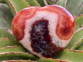 Polished Carnelian Gemstone Heart x 1 From Madagascar