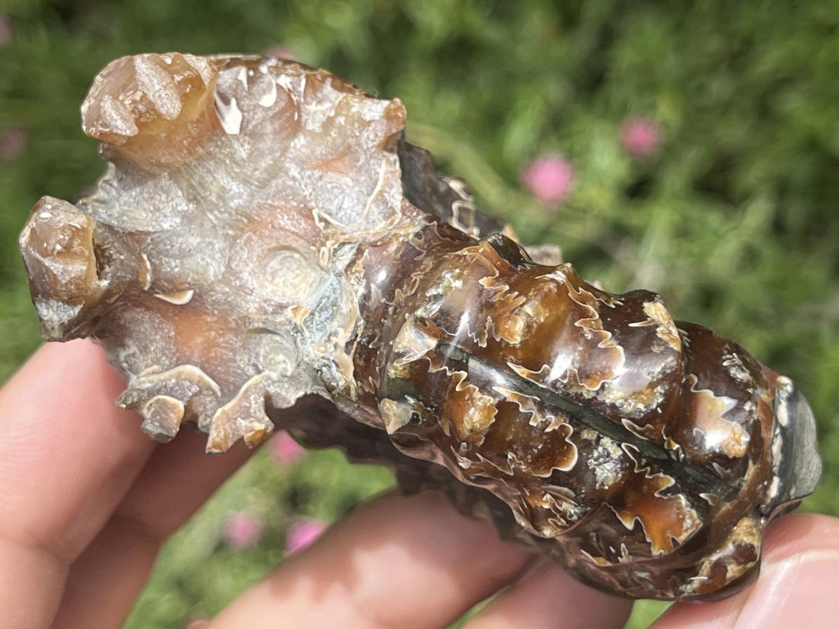 Polished Small Whole Douvilleiceras Spined Ammonite Fossil x 1 From Maintirano, Madagascar