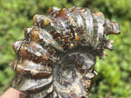 Polished Small Whole Douvilleiceras Spined Ammonite Fossil x 1 From Maintirano, Madagascar