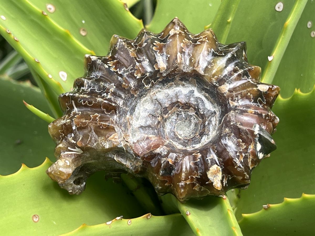 Polished Small Whole Douvilleiceras Spined Ammonite Fossil x 1 From Maintirano, Madagascar