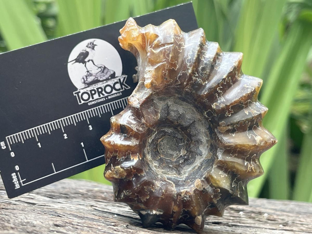 Polished Small Whole Douvilleiceras Spined Ammonite Fossil x 1 From Maintirano, Madagascar