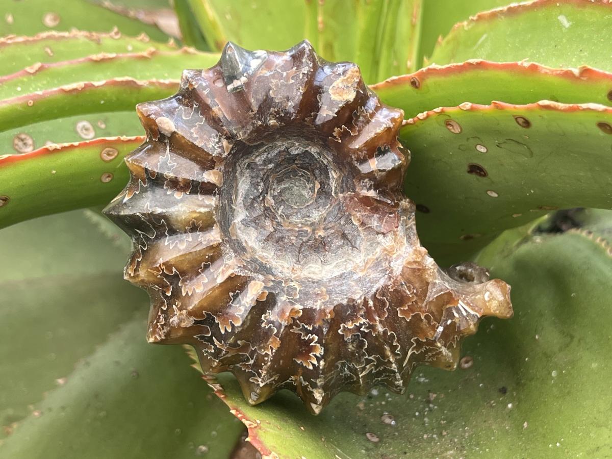 Polished Small Whole Douvilleiceras Spined Ammonite Fossil x 1 From Maintirano, Madagascar