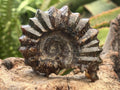 Polished Small Whole Douvilleiceras Spined Ammonite Fossil x 1 From Maintirano, Madagascar
