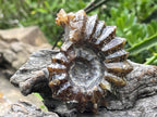 Polished Small Whole Douvilleiceras Spined Ammonite Fossil x 1 From Maintirano, Madagascar