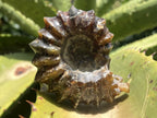 Polished Small Whole Douvilleiceras Spined Ammonite Fossil x 1 From Maintirano, Madagascar