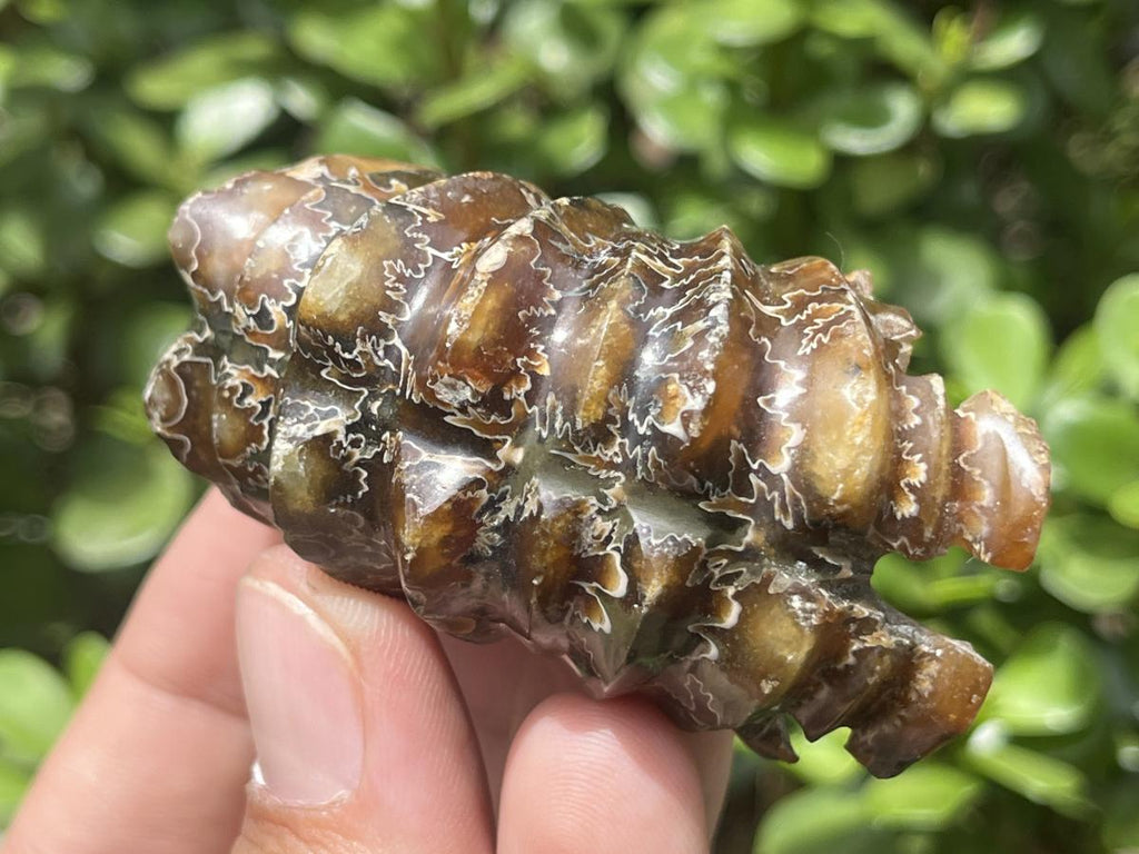 Polished Small Whole Douvilleiceras Spined Ammonite Fossil x 1 From Maintirano, Madagascar