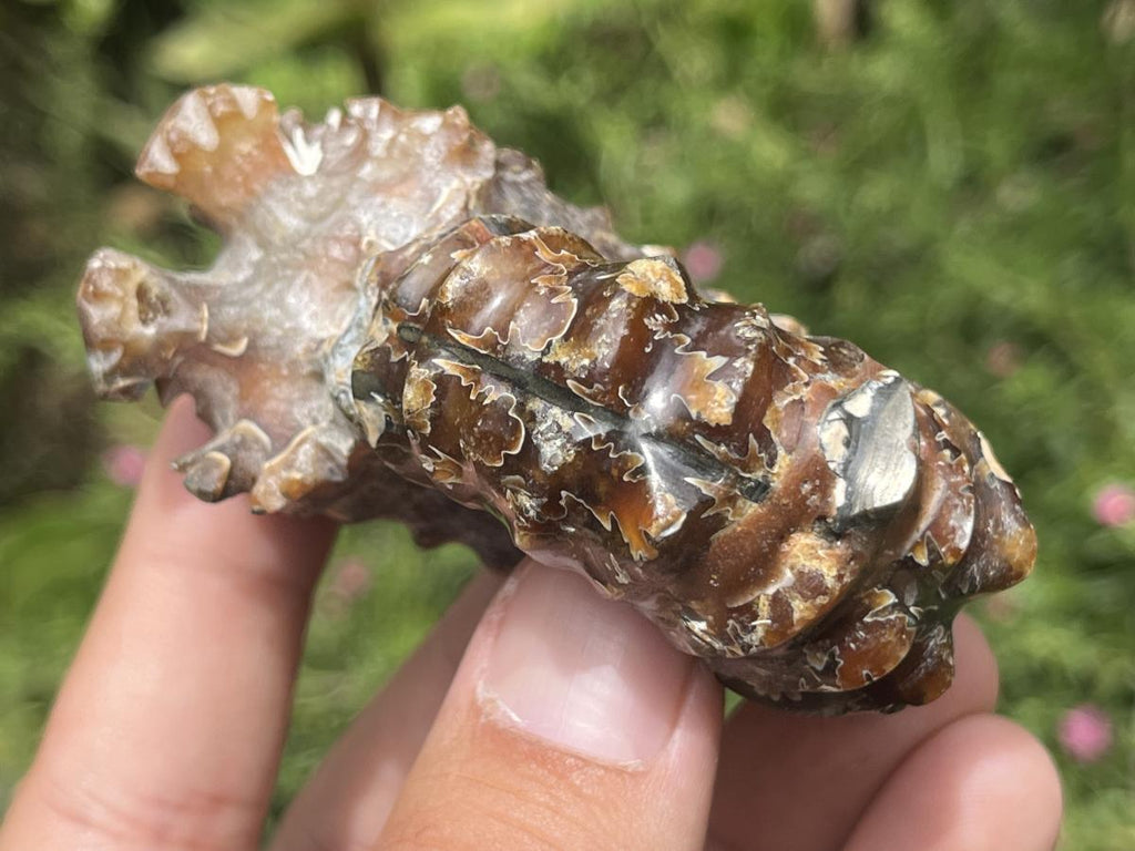Polished Small Whole Douvilleiceras Spined Ammonite Fossil x 1 From Maintirano, Madagascar