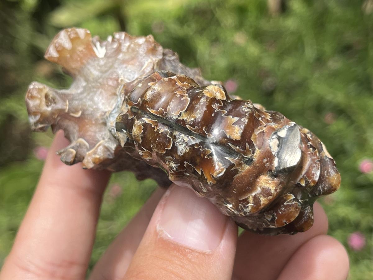 Polished Small Whole Douvilleiceras Spined Ammonite Fossil x 1 From Maintirano, Madagascar