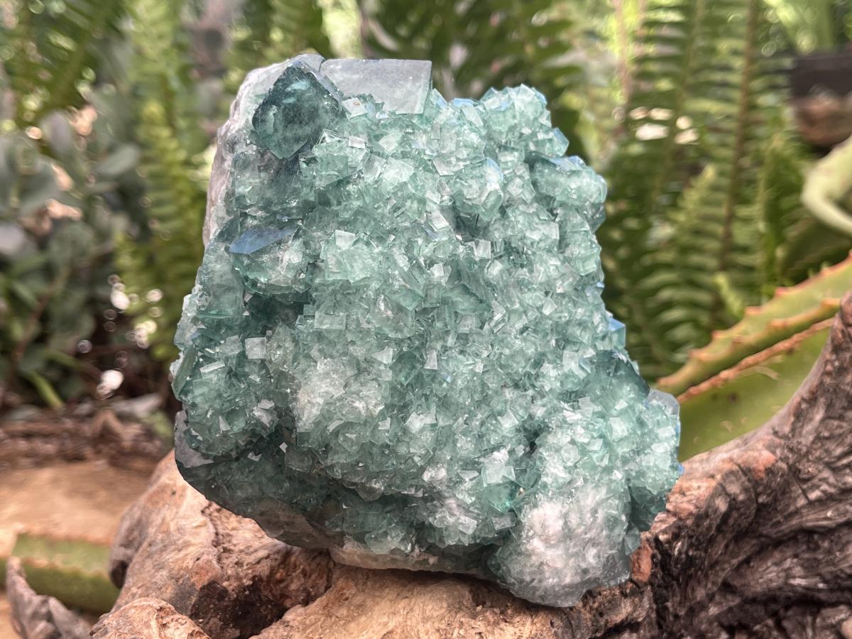 Natural Green Cubic Fluorite Cabinet Specimen x 1 From Mandrosonoro Madagascar