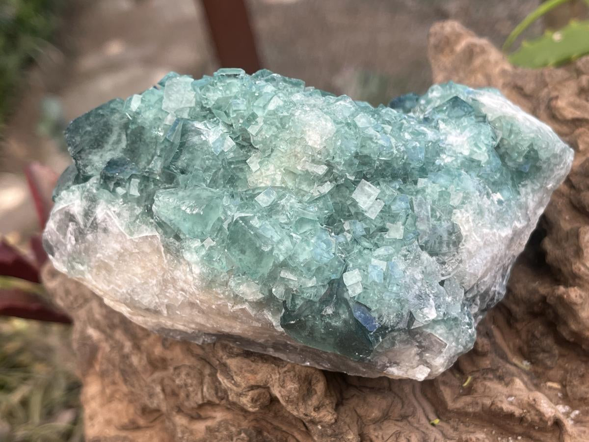 Natural Green Cubic Fluorite Cabinet Specimen x 1 From Mandrosonoro Madagascar