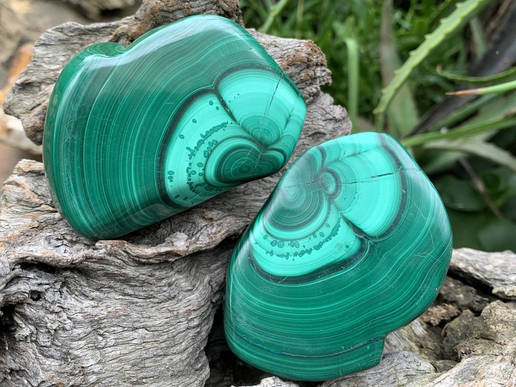 Polished Pair of Flower Banded Malachite Nodule Cut in Half x 1 From Congo