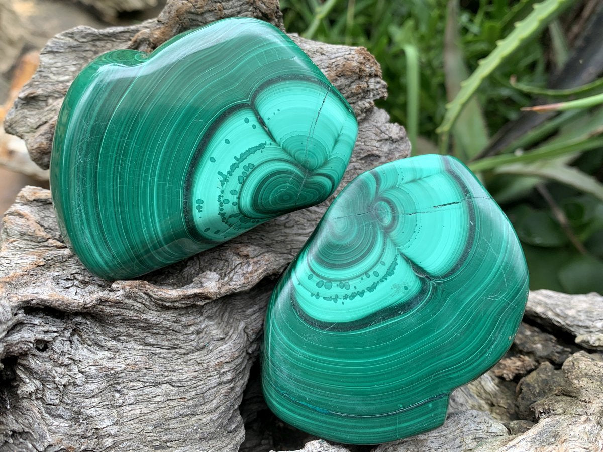Polished Pair of Flower Banded Malachite Nodule Cut in Half x 1 From Congo