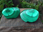 Polished Pair of Flower Banded Malachite Nodule Cut in Half x 1 From Congo