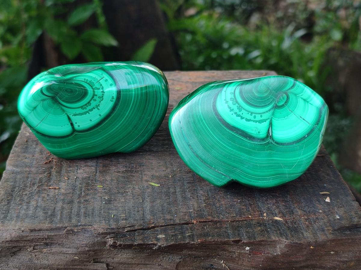 Polished Pair of Flower Banded Malachite Nodule Cut in Half x 1 From Congo