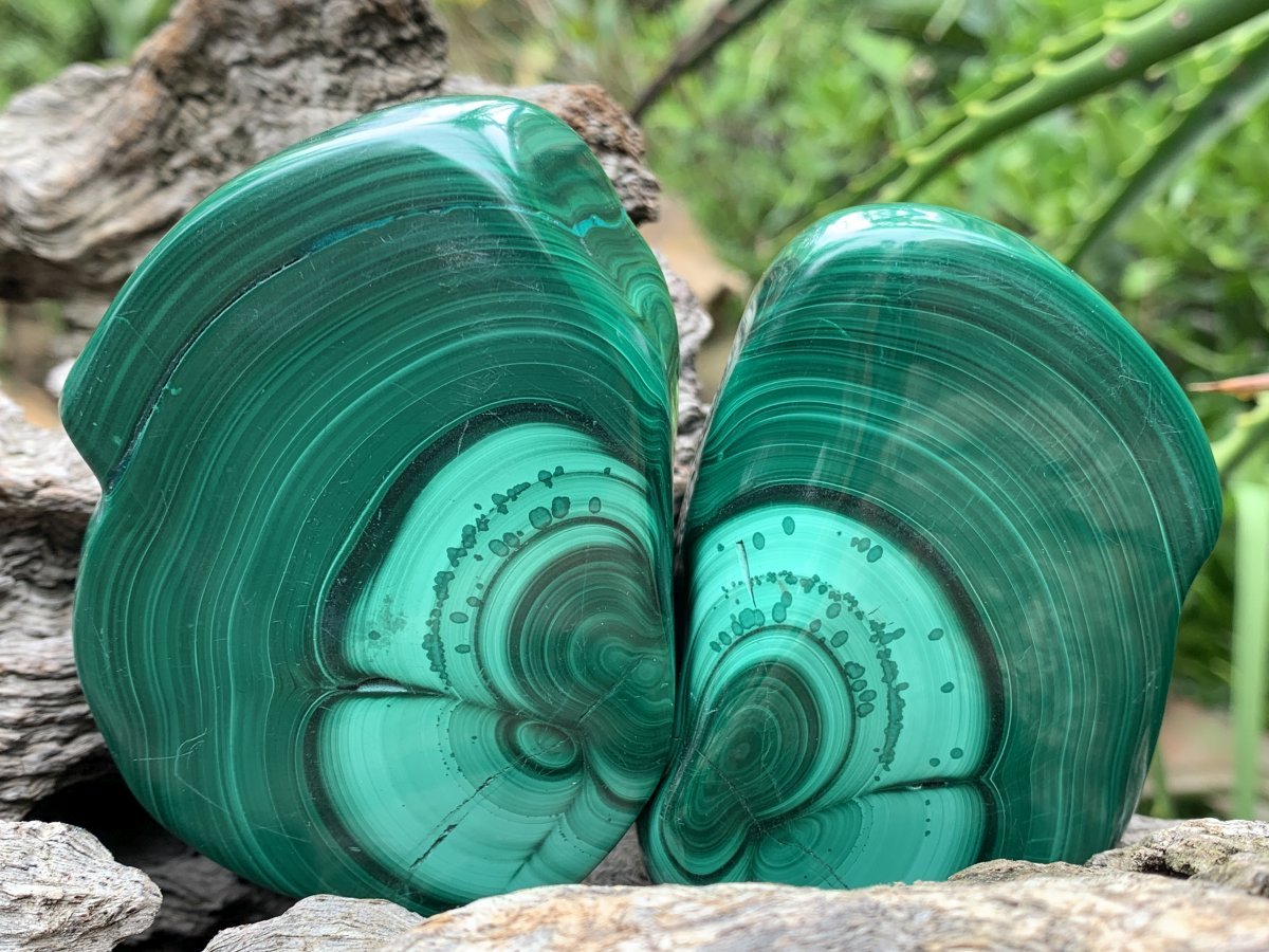 Polished Pair of Flower Banded Malachite Nodule Cut in Half x 1 From Congo