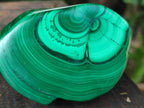 Polished Pair of Flower Banded Malachite Nodule Cut in Half x 1 From Congo