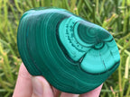 Polished Pair of Flower Banded Malachite Nodule Cut in Half x 1 From Congo