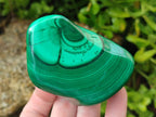 Polished Pair of Flower Banded Malachite Nodule Cut in Half x 1 From Congo