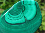 Polished Pair of Flower Banded Malachite Nodule Cut in Half x 1 From Congo
