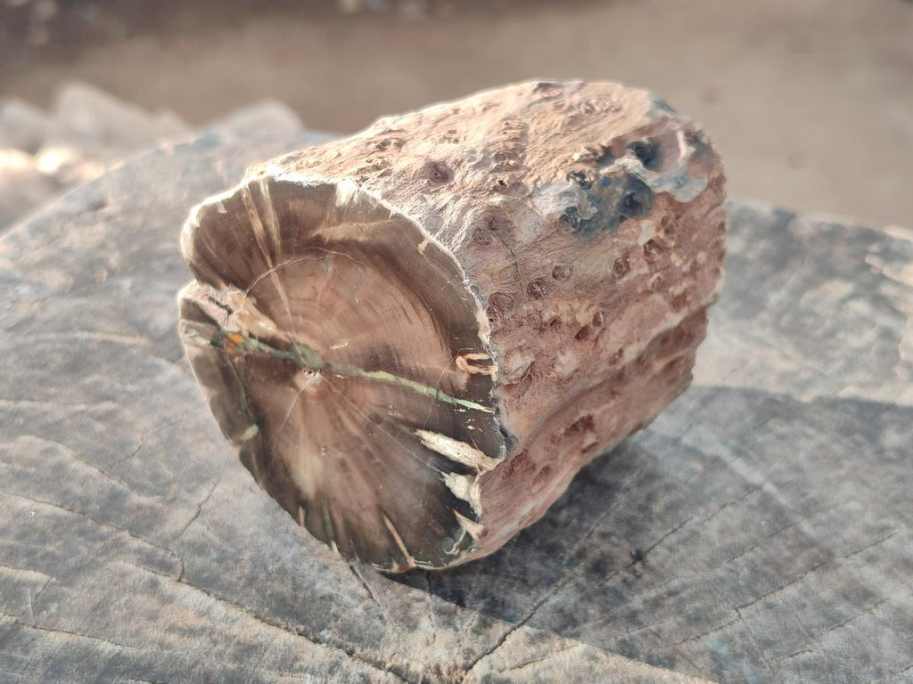 Polished One Side Dadoxylon Petrified Wood Branch x 1 From Gokwe, Zimbabwe